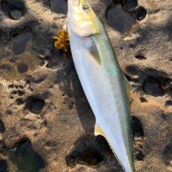 ロックショアで！