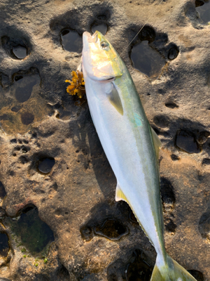 ロックショアで！