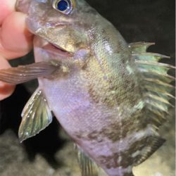 雨上がりのライトゲーム