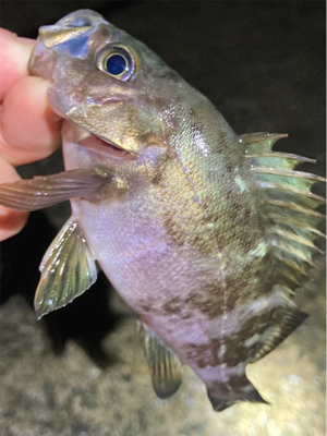 雨上がりのライトゲーム