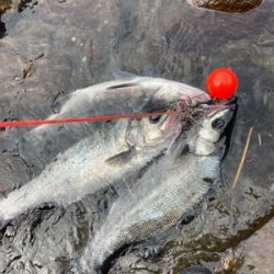 ゴールデンウィーク２回目のヒラスズキ