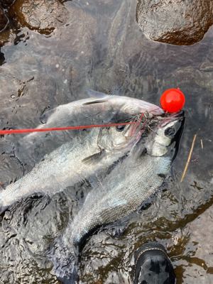 ゴールデンウィーク２回目のヒラスズキ