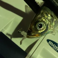 アジングの練習