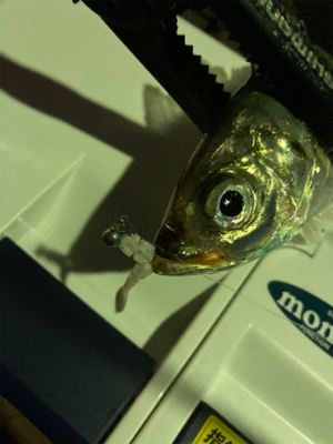 アジングの練習