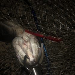 今年はバチシー数少ないんかな