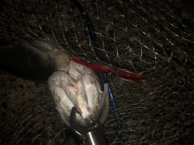 今年はバチシー数少ないんかな