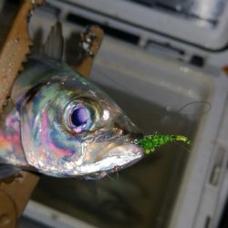 アジング練習　291　