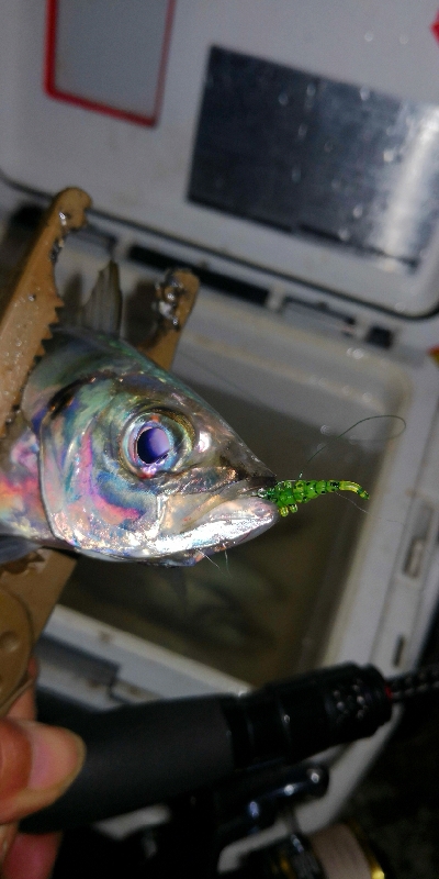 アジング練習　291　