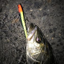 久しぶりのシーバス