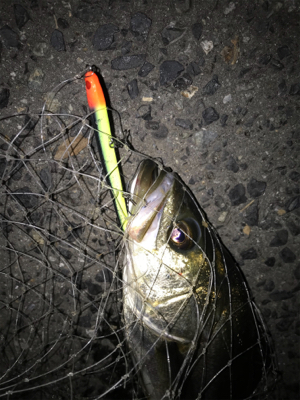 久しぶりのシーバス