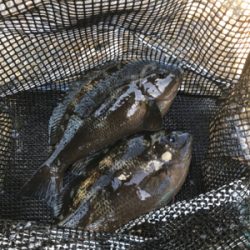 阿多田島初ポイントフカセ