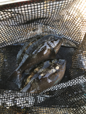 阿多田島初ポイントフカセ