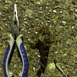 サオノシナリとドラグオン