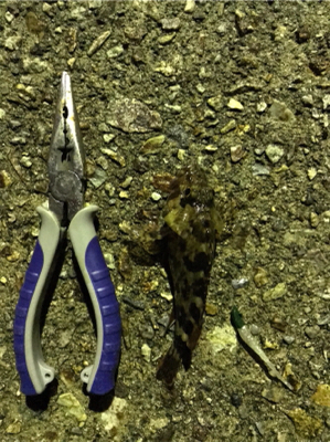 サオノシナリとドラグオン