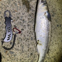 バチ抜け？シーバスとボラ