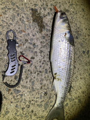 バチ抜け？シーバスとボラ