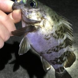 メバル数釣り