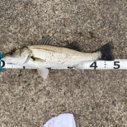 ムニエルが美味しい