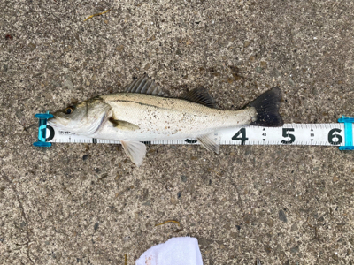 ムニエルが美味しい