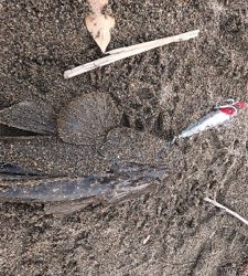 九頭竜川シーバス