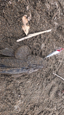 九頭竜川シーバス