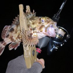 アジング練習 292