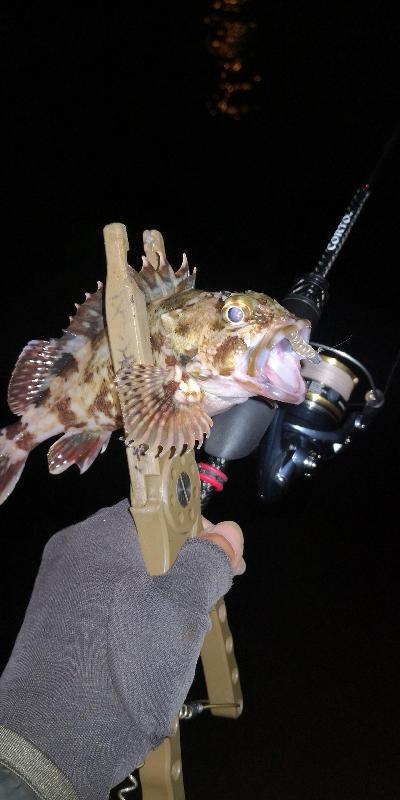 アジング練習 292