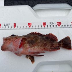 久里浜　山下丸　カサゴ