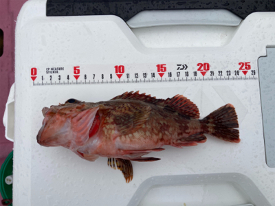 久里浜　山下丸　カサゴ