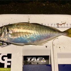 アジングで超嬉しい外道 (^o^)