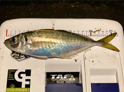 アジングで超嬉しい外道 (^o^)