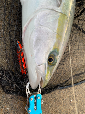 3ヶ月ぶりのメジロ