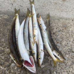 数が減ったようでス