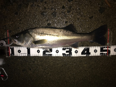 小場所のボイル打ち‼️