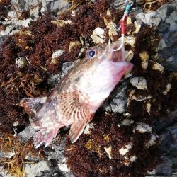 ショアジギング！ルアー！