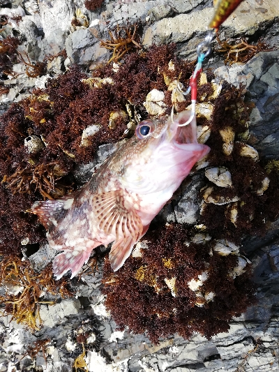 ショアジギング！ルアー！