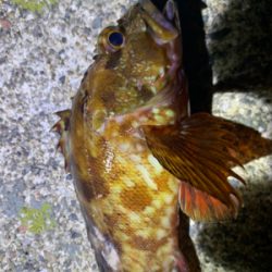 久々アジング！