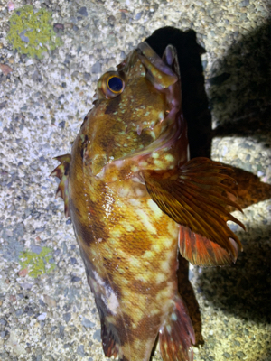 久々アジング！