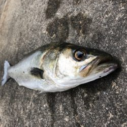 今朝はアタリ多い