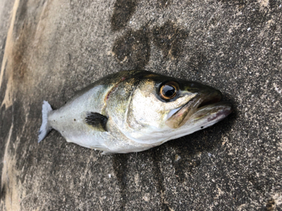 今朝はアタリ多い