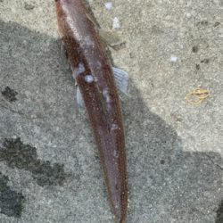 ショアジギングしました