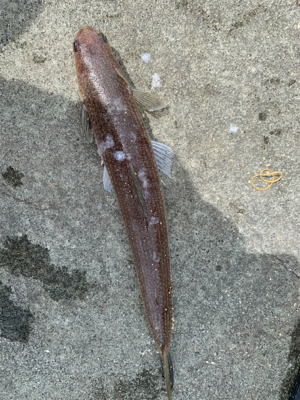 ショアジギングしました