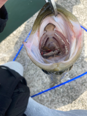 マイクロパターン