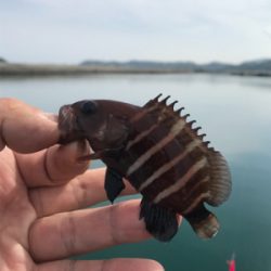 お手軽ちょい投げ