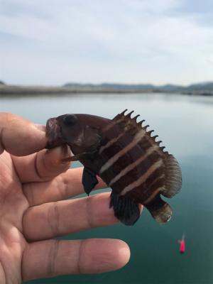 お手軽ちょい投げ