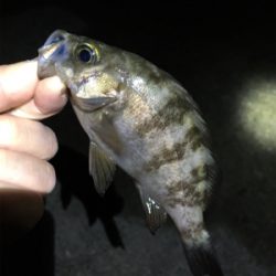 リリースサイズは入れ食い