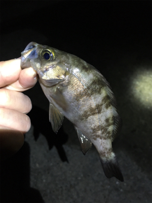 リリースサイズは入れ食い