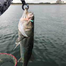 初supフィッシング