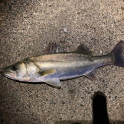 シーバスフィッシング