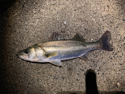 シーバスフィッシング